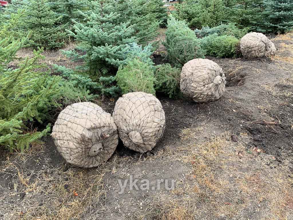 Подготовка выкопанных крупномеров с комом земли к транспортировке Подготовка выкопанных крупномеров с комом земли к транспортировке